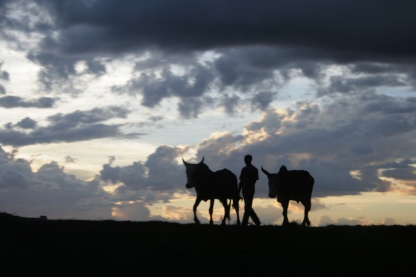 man and zebu by Locspics